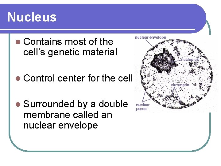 Nucleus l Contains most of the cell’s genetic material l Control center for the