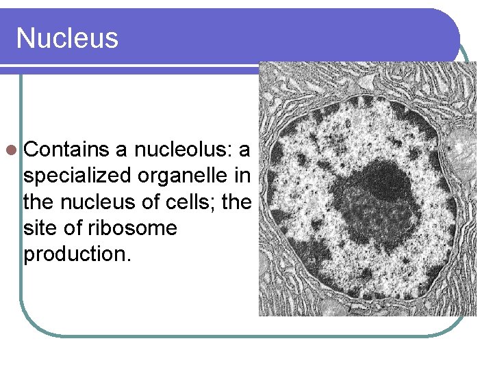 Nucleus l Contains a nucleolus: a specialized organelle in the nucleus of cells; the