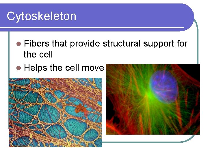 Cytoskeleton l Fibers that provide structural support for the cell l Helps the cell