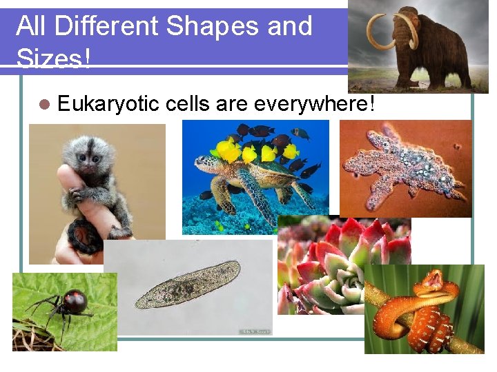 All Different Shapes and Sizes! l Eukaryotic cells are everywhere! 