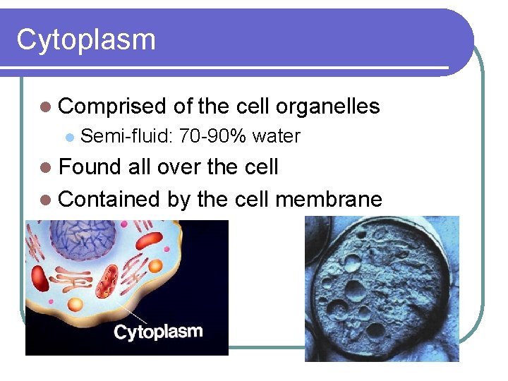 Cytoplasm l Comprised l of the cell organelles Semi-fluid: 70 -90% water l Found