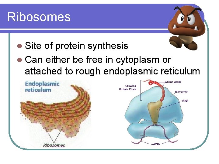 Ribosomes l Site of protein synthesis l Can either be free in cytoplasm or