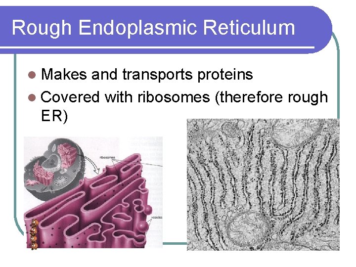 Rough Endoplasmic Reticulum l Makes and transports proteins l Covered with ribosomes (therefore rough