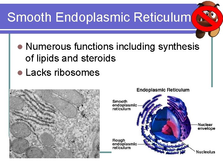 Smooth Endoplasmic Reticulum l Numerous functions including synthesis of lipids and steroids l Lacks