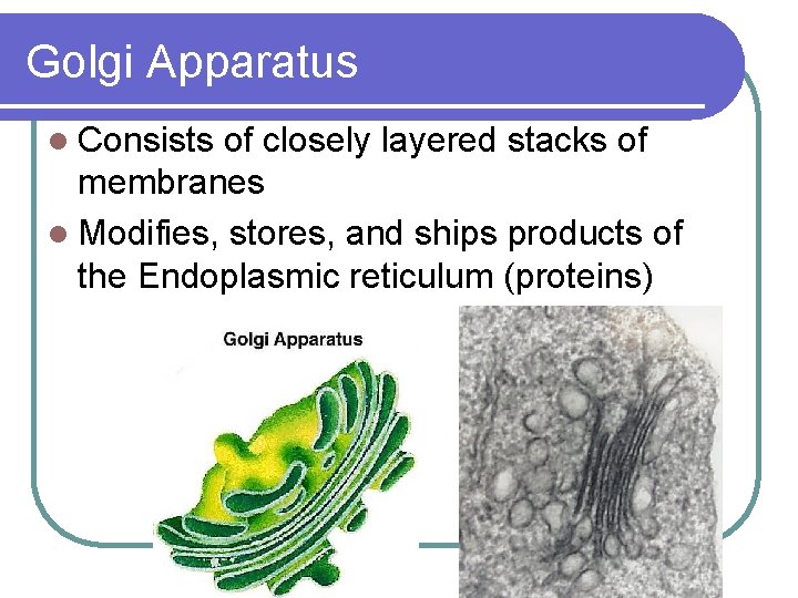 Golgi Apparatus l Consists of closely layered stacks of membranes l Modifies, stores, and
