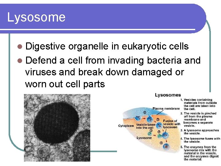 Lysosome l Digestive organelle in eukaryotic cells l Defend a cell from invading bacteria