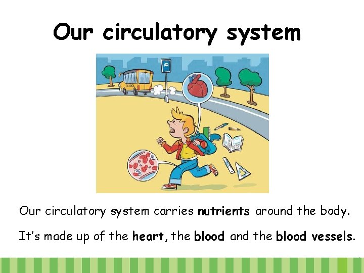 Our circulatory system carries nutrients around the body. It’s made up of the heart,