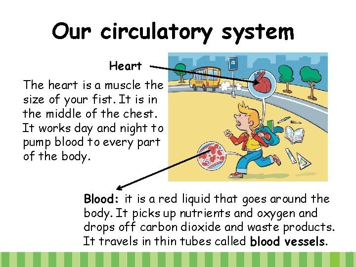 Our circulatory system Heart The heart is a muscle the size of your fist.
