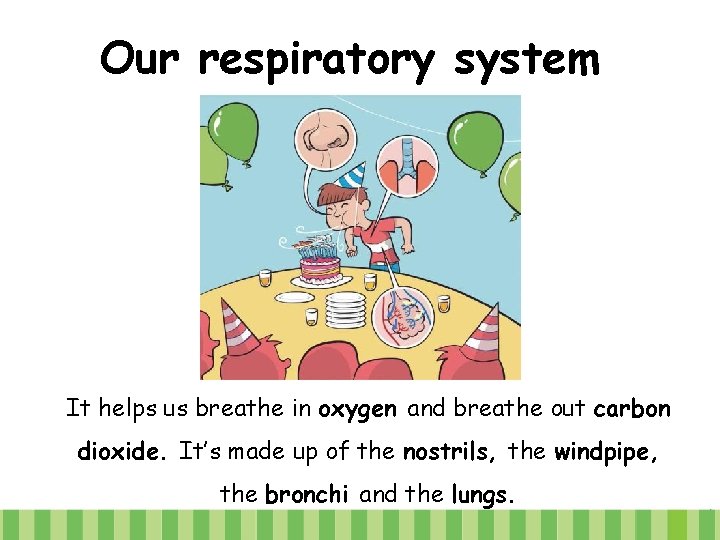 Our respiratory system It helps us breathe in oxygen and breathe out carbon dioxide.