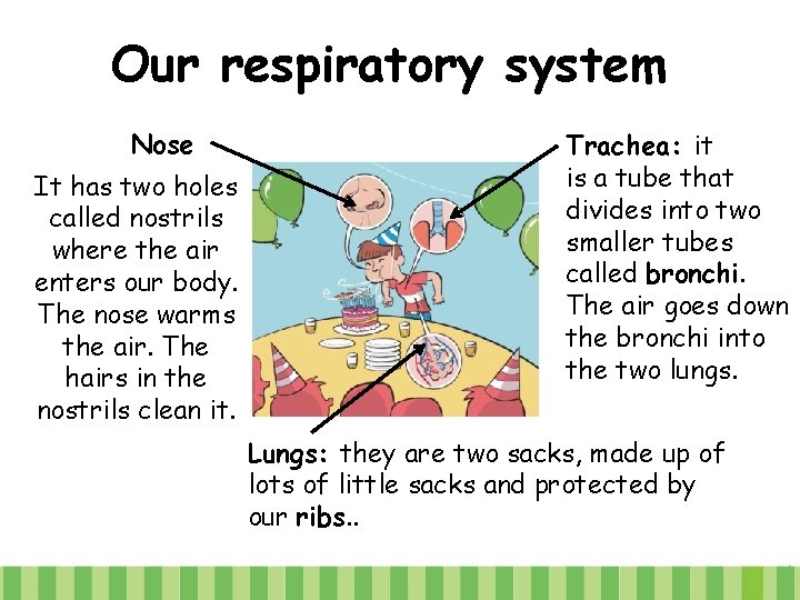 Our respiratory system Nose It has two holes called nostrils where the air enters