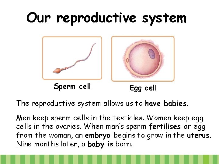 Our reproductive system Sperm cell Egg cell The reproductive system allows us to have