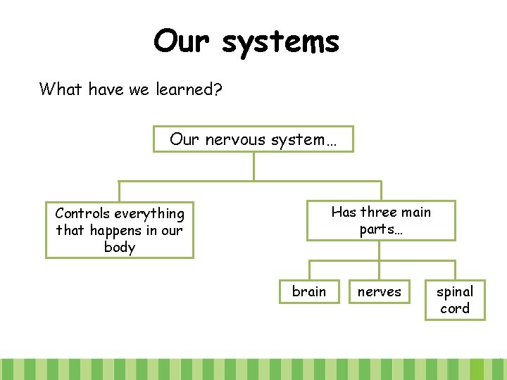 Our systems What have we learned? Our nervous system… Has three main parts… Controls