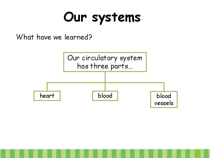 Our systems What have we learned? Our circulatory system has three parts… heart blood