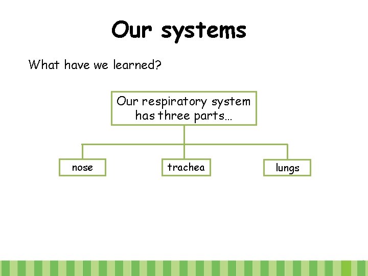 Our systems What have we learned? Our respiratory system has three parts… nose trachea