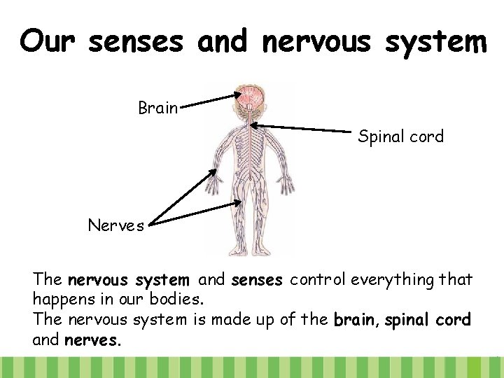 Our senses and nervous system Brain Spinal cord Nerves The nervous system and senses