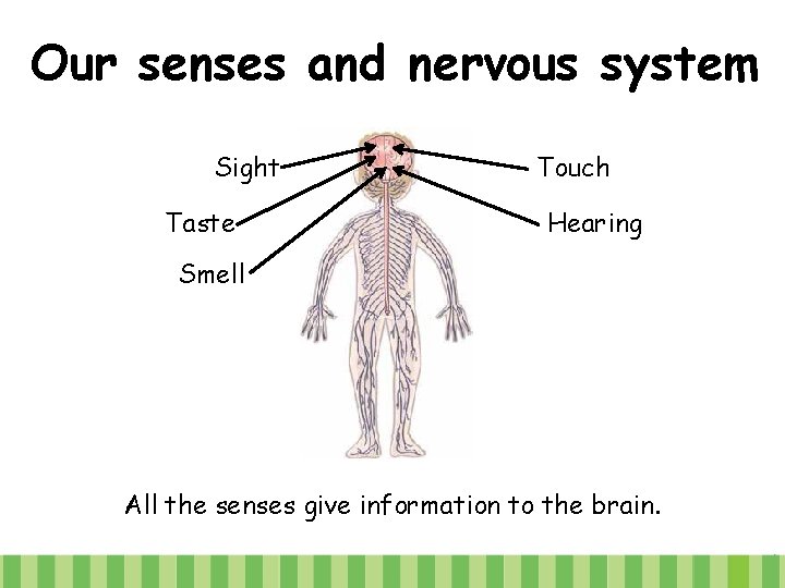 Our senses and nervous system Sight Taste Touch Hearing Smell All the senses give