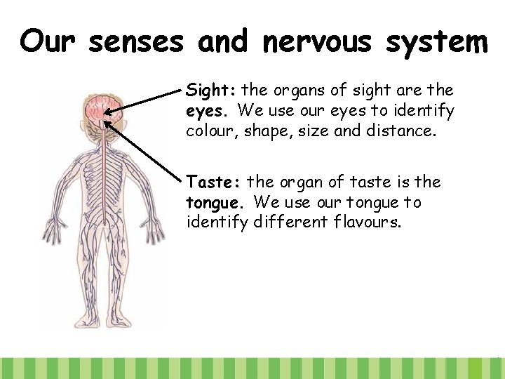 Our senses and nervous system Sight: the organs of sight are the eyes. We