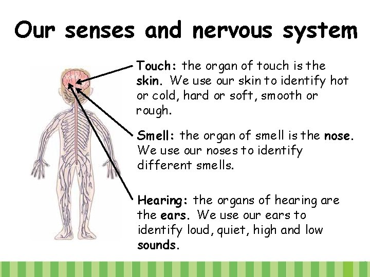 Our senses and nervous system Touch: the organ of touch is the skin. We