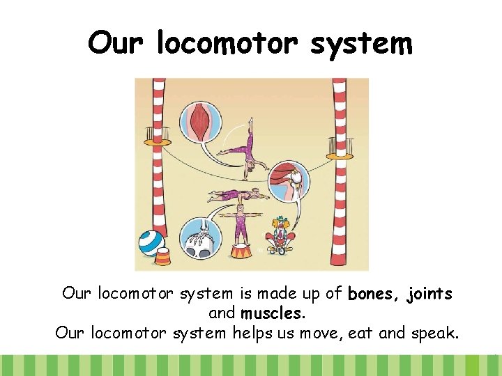 Our locomotor system is made up of bones, joints and muscles. Our locomotor system