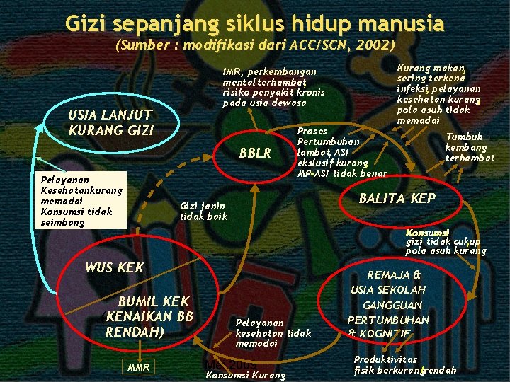 Gizi sepanjang siklus hidup manusia (Sumber : modifikasi dari ACC/SCN, 2002) IMR, perkembangan mental