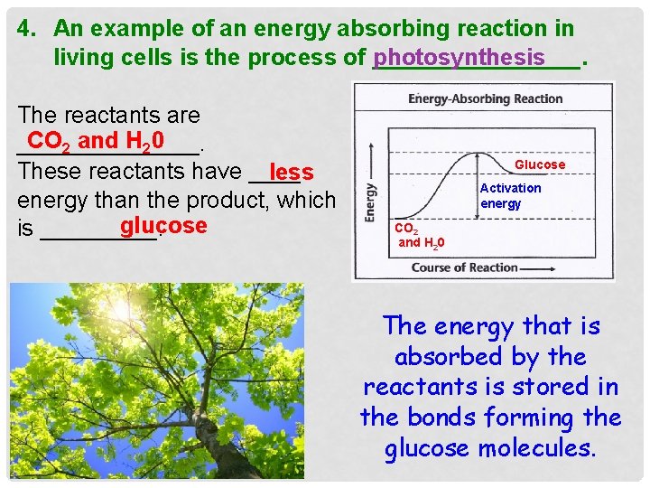4. An example of an energy absorbing reaction in living cells is the process