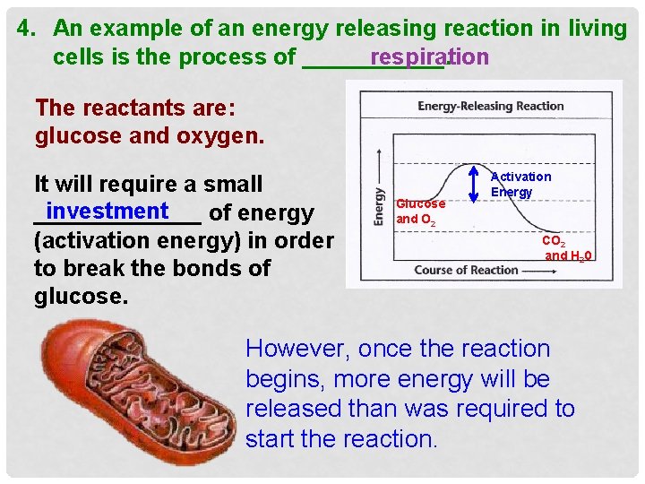 4. An example of an energy releasing reaction in living cells is the process