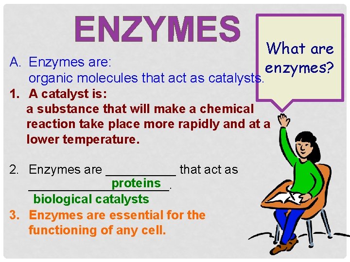 ENZYMES What are enzymes? A. Enzymes are: organic molecules that act as catalysts. 1.