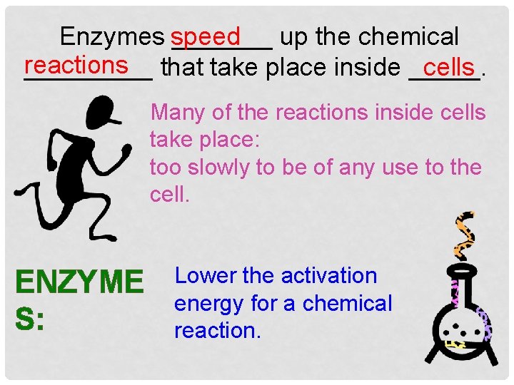  Enzymes _______ up the chemical speed reactions _____ that take place inside _____.