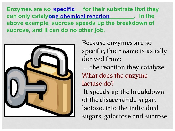 Enzymes are so _____ specific for their substrate that they can only catalyze In