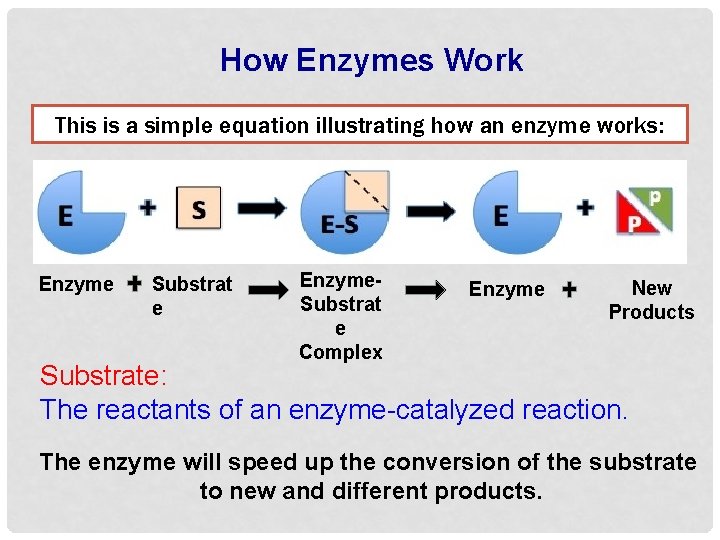 How Enzymes Work This is a simple equation illustrating how an enzyme works: Enzyme
