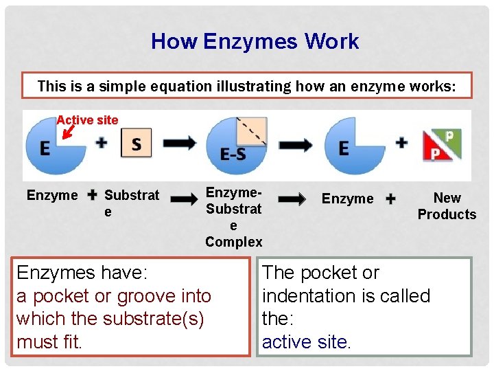 How Enzymes Work This is a simple equation illustrating how an enzyme works: Active