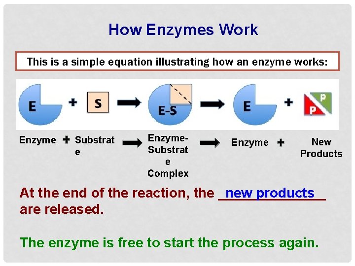 How Enzymes Work This is a simple equation illustrating how an enzyme works: Enzyme