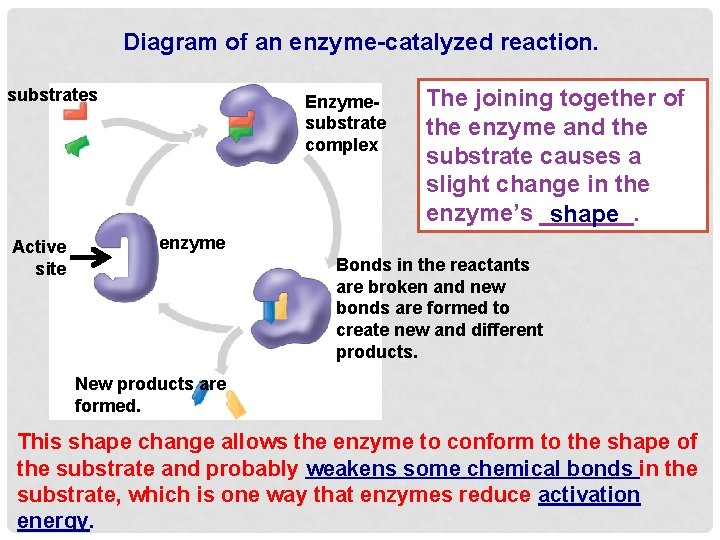 Diagram of an enzyme-catalyzed reaction. substrates Active site Enzymesubstrate complex The joining together of