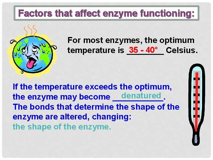 Factors that affect enzyme functioning: For most enzymes, the optimum 35 - 40° Celsius.