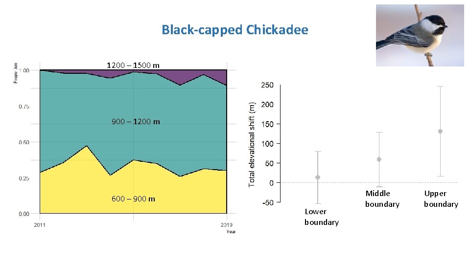 Black-capped Chickadee 1200 – 1500 m 900 – 1200 m 600 – 900 m Black-capped Chickadee 1200 – 1500 m 900 – 1200 m 600 – 900 m