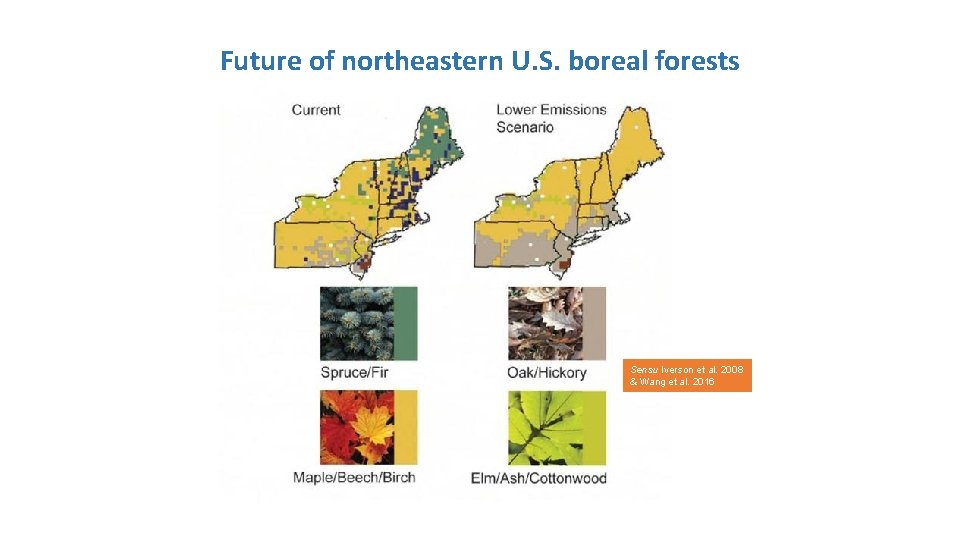 Future of northeastern U. S. boreal forests Sensu Iverson et al. 2008 & Wang Future of northeastern U. S. boreal forests Sensu Iverson et al. 2008 & Wang