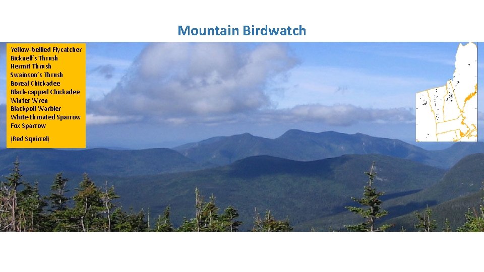Mountain Birdwatch Yellow-bellied Flycatcher Bicknell’s Thrush Hermit Thrush Swainson’s Thrush Boreal Chickadee Black-capped Chickadee Mountain Birdwatch Yellow-bellied Flycatcher Bicknell’s Thrush Hermit Thrush Swainson’s Thrush Boreal Chickadee Black-capped Chickadee