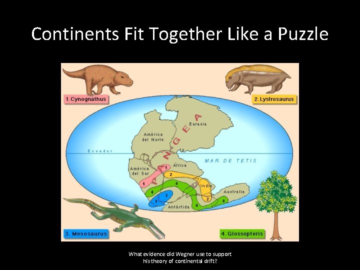 Continents Fit Together Like a Puzzle What evidence did Wegner use to support his