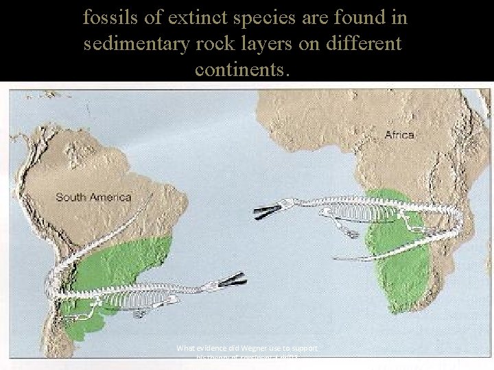 fossils of extinct species are found in sedimentary rock layers on different continents. What