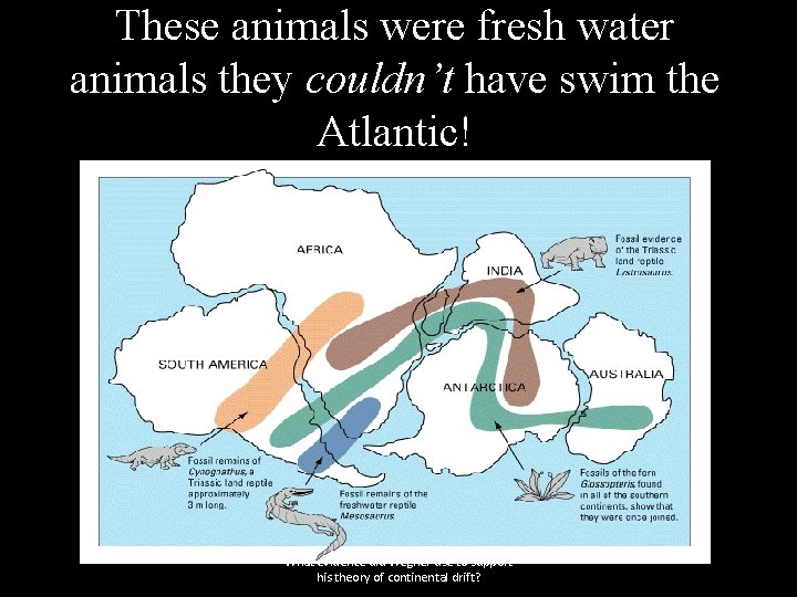 These animals were fresh water animals they couldn’t have swim the Atlantic! What evidence