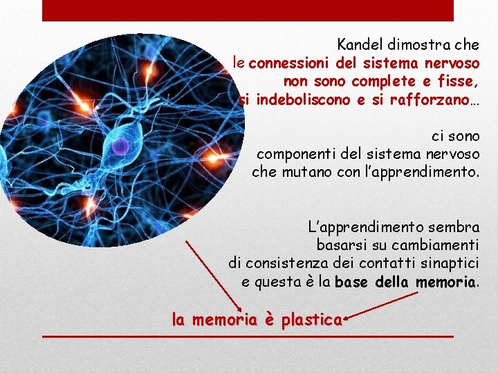 Kandel dimostra che le connessioni del sistema nervoso non sono complete e fisse, si