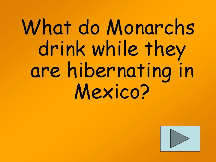 What do Monarchs drink while they are hibernating in Mexico? 