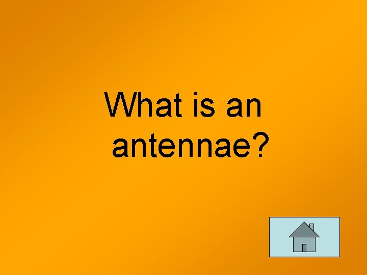 What is an antennae? 