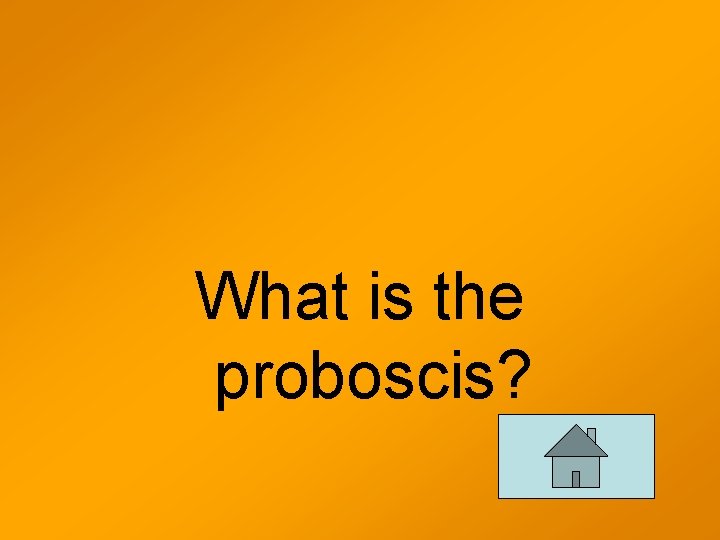 What is the proboscis? 