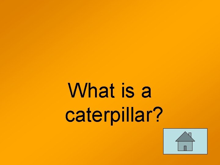 What is a caterpillar? 