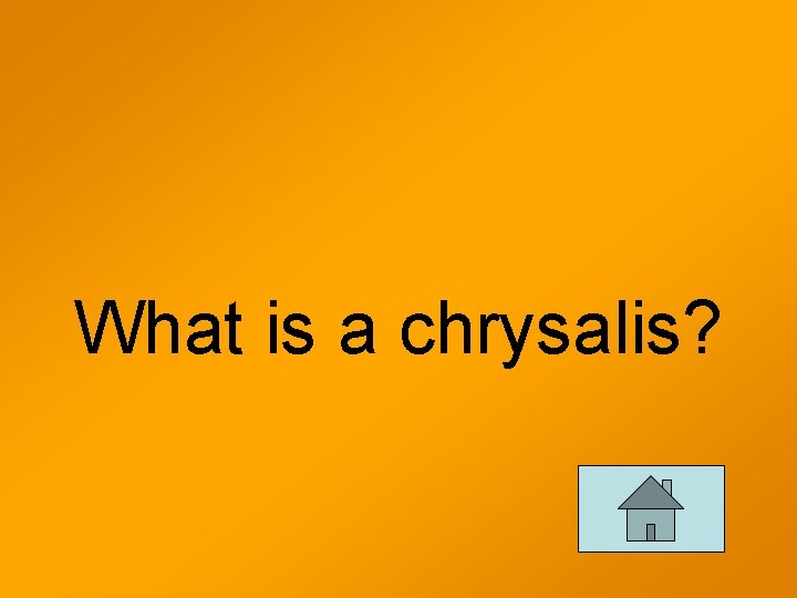 What is a chrysalis? 