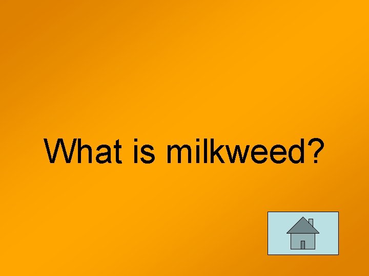 What is milkweed? 