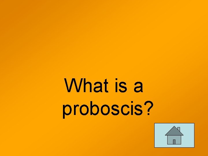 What is a proboscis? 