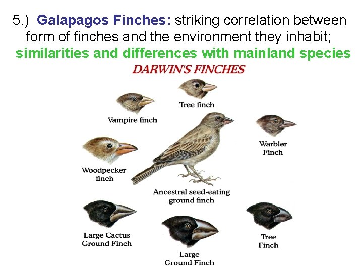 5. ) Galapagos Finches: striking correlation between form of finches and the environment they