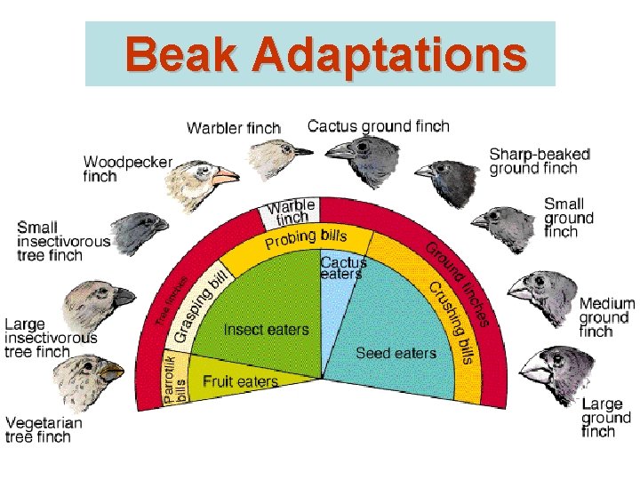 Beak Adaptations 
